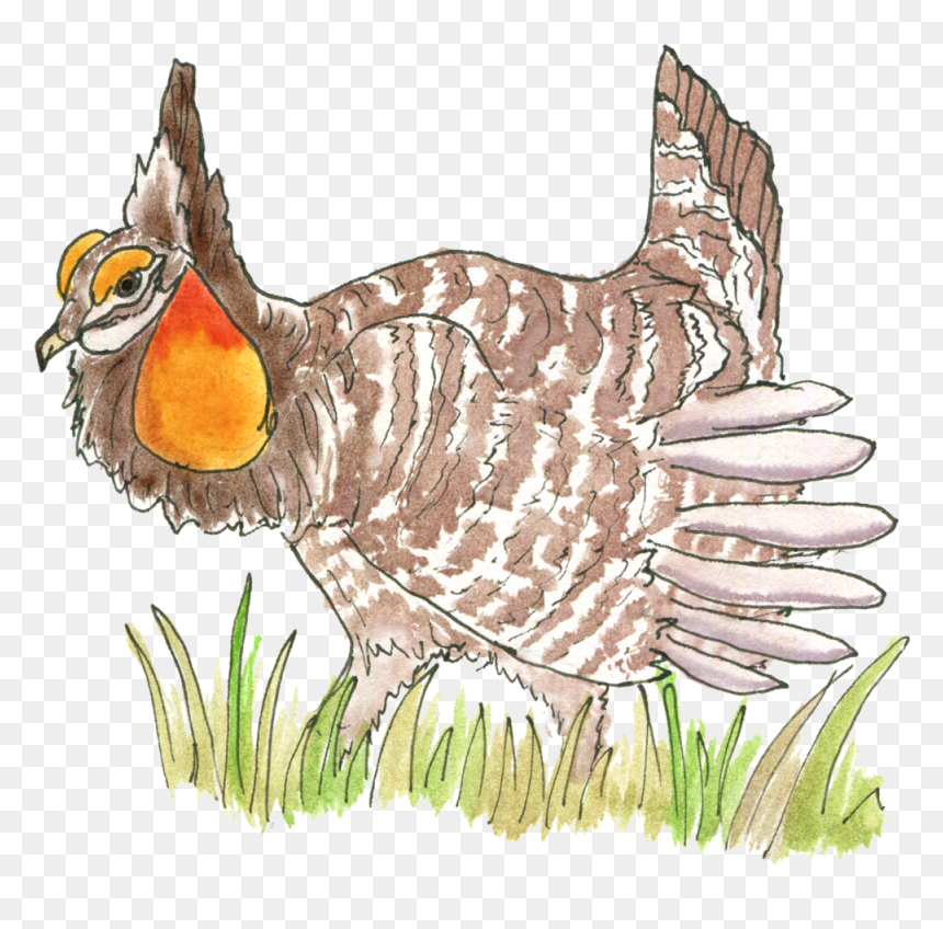 Stranger Than Bigfoot - Turkey, HD Png Download - bigfoot png
