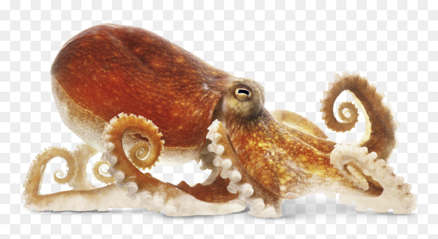 Octopus Png, Transparent Png - squid png
