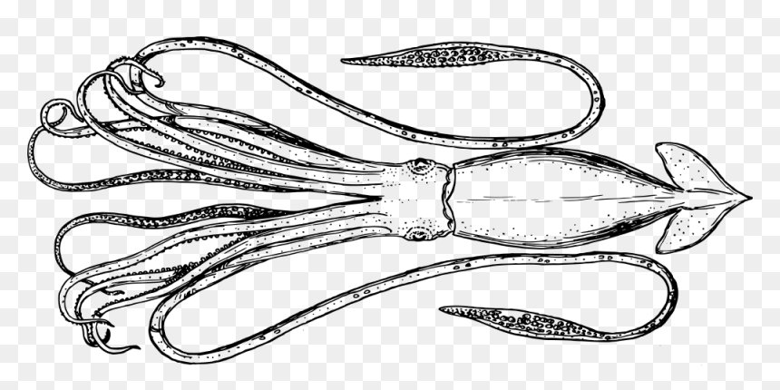 Cephalopod, HD Png Download - squid png