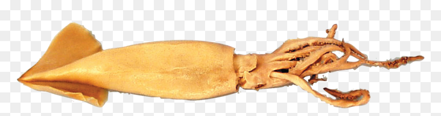 Giant Squid, HD Png Download - squid png