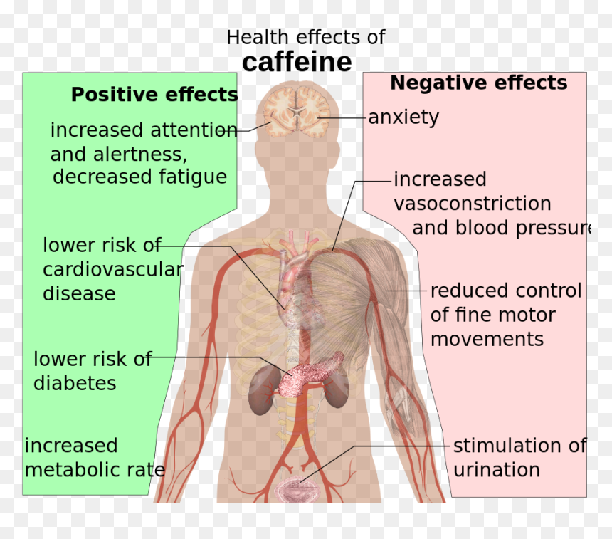 Effects Of Caffeine, HD Png Download - bloody brain png