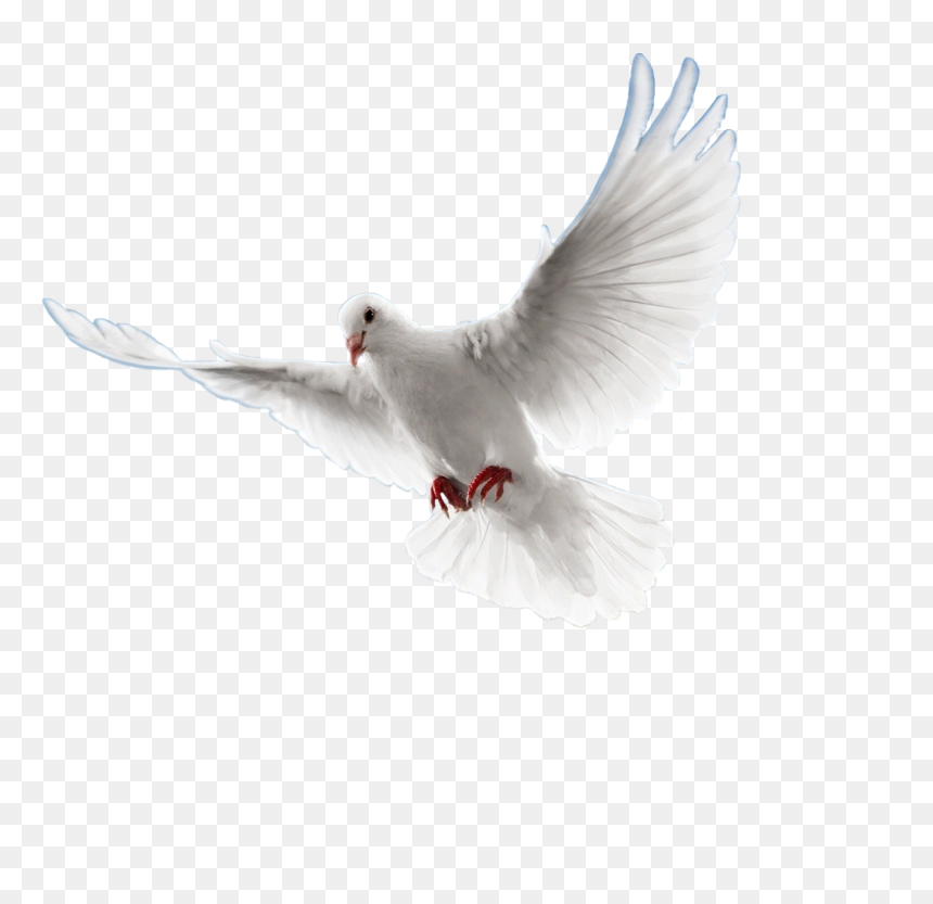 Collection Of Paloma Png 37 Images In Collection - Fondo Transparente Paloma Sin Fondo, Png Download - tumblr feather png