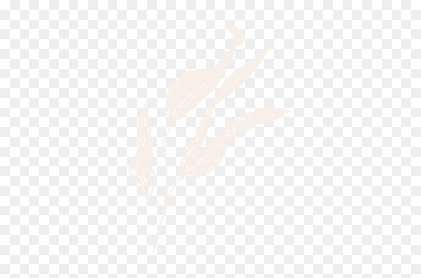 Film And Foliage Gumleaf Cream - Sketch, HD Png Download - film texture png