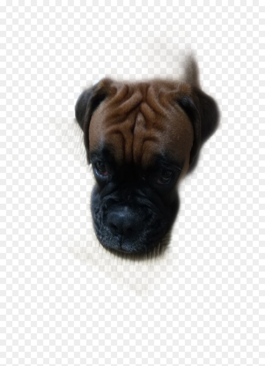#xena - Pug, HD Png Download - xena png
