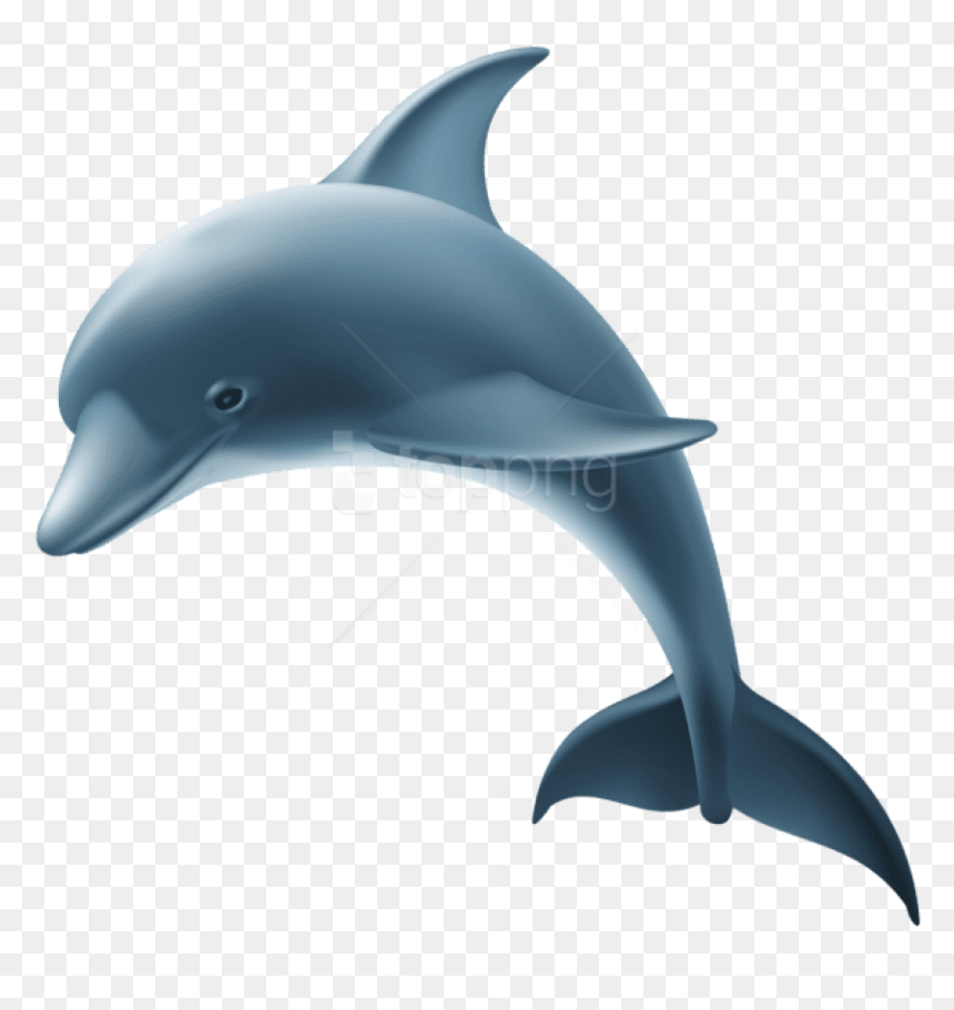 Dolphin,common Bottlenose Dolphin,bottlenose Dolphin,short - Dolphin Images Png, Transparent Png - dolphin emoji png