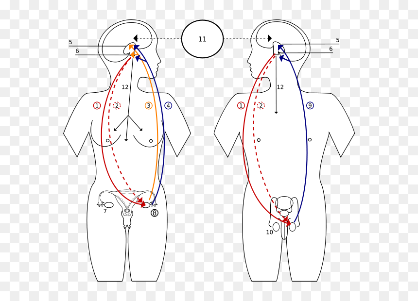 Sprzężenie Zwrotne Hormonow - Pituitary Gland Controls The Function Of The Ovaries, HD Png Download - hombre y mujer png