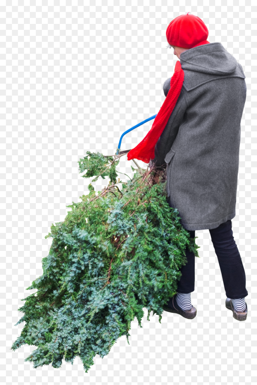 Cuts-tree - People Cutting Tree Png, Transparent Png - person gardening png