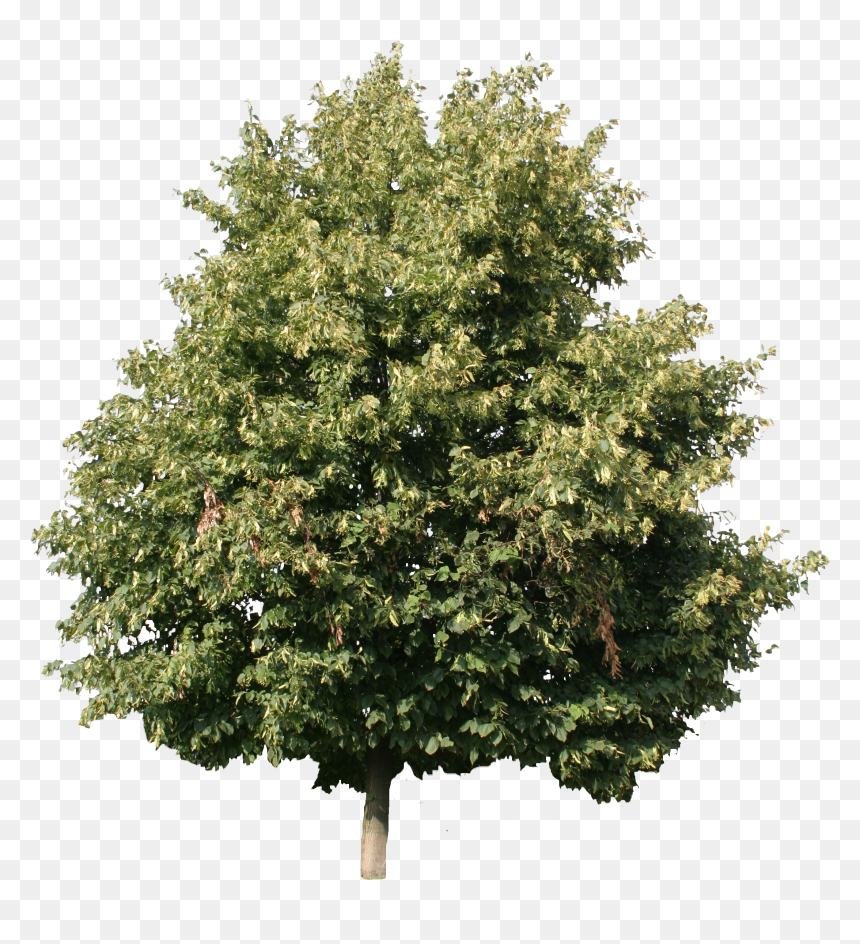 Linden Tree Cut Out , Png Download - Woody Plant, Transparent Png - tree 2d png