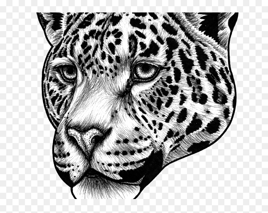 Jaguar 2 Copy Copy - Drawing Of Jaguar Black, HD Png Download - jaguars png