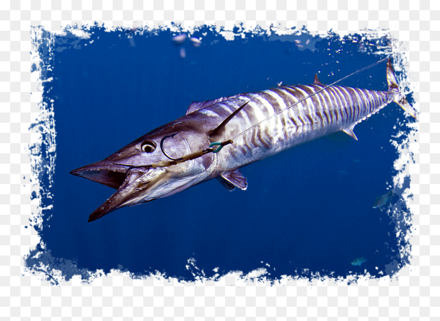 Wahoo , Png Download - List Of Water Sports In Maldives, Transparent Png - wahoo png