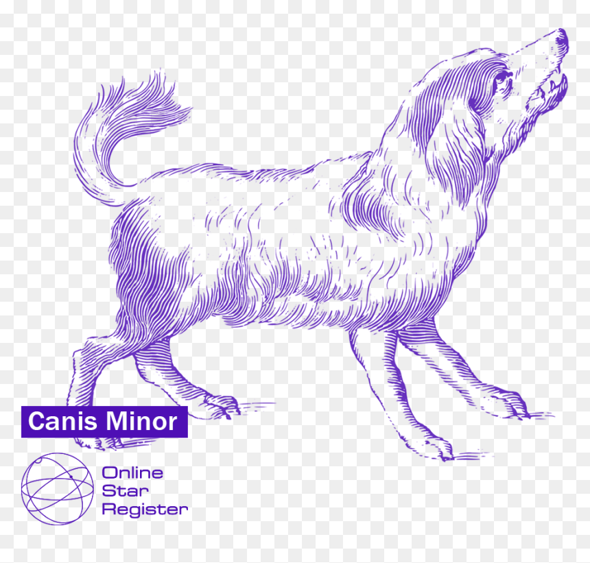 Himalayan Sheepdog, HD Png Download - minior png