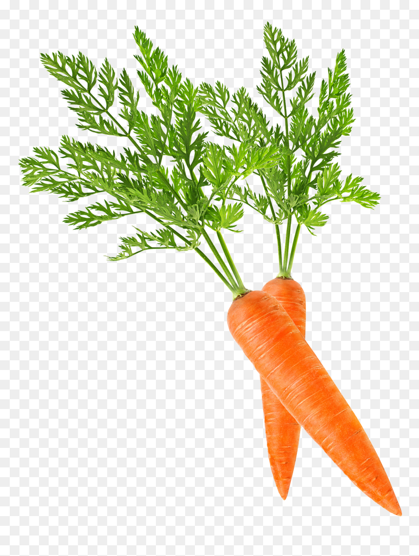 Baby Carrot Clip Art - Carrot Png, Transparent Png - baby carrot png