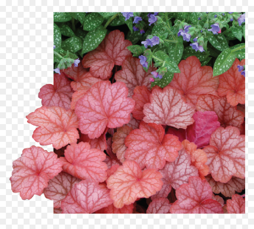 Heuchera Georgia Peach Plants , Png Download - Coral Color Plants, Transparent Png - georgia peach png