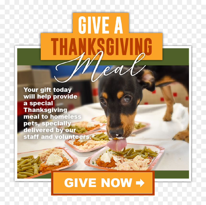Companion Dog, HD Png Download - snapchat dog png