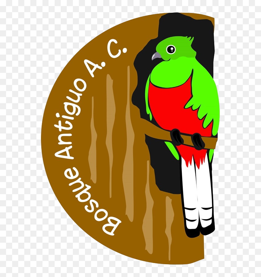 Bosque Antiguo Ac - Cartoon, HD Png Download - bosque png
