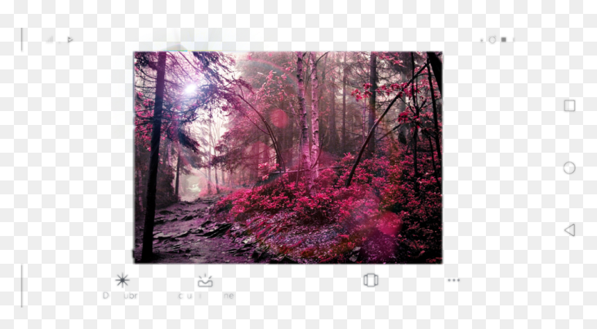 #bosque Rosa - Old-growth Forest, HD Png Download - bosque png