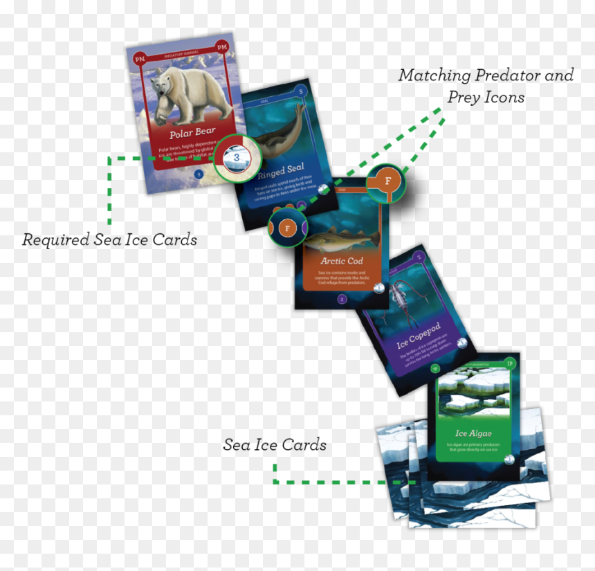 Food Chain - Eco Chains Arctic Life, HD Png Download - prey 2017 png
