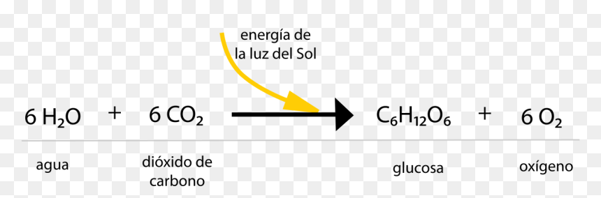 Reaccion Quimica De Las Plantas, HD Png Download - quimica png