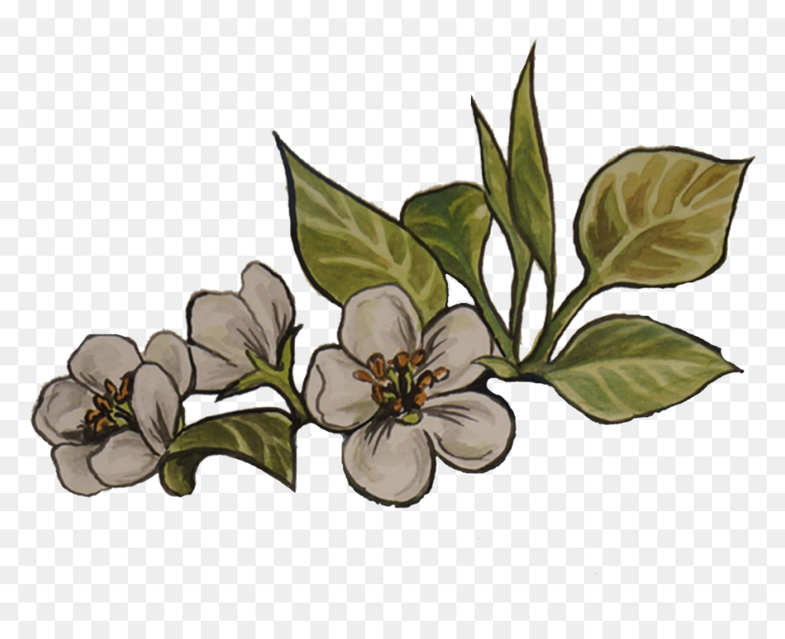 Indominus Rex & Raptor Hatchlings Are Sold Out For - Rosa Glauca, HD Png Download - dominus png