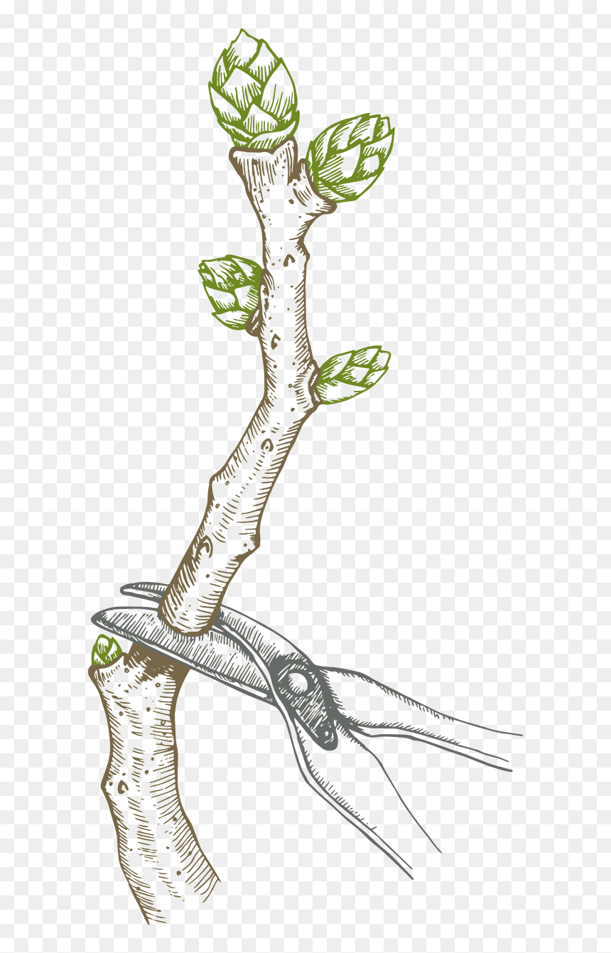 Pruning Blueberry Bush - Pruned Blueberry Bush, HD Png Download - acacia png