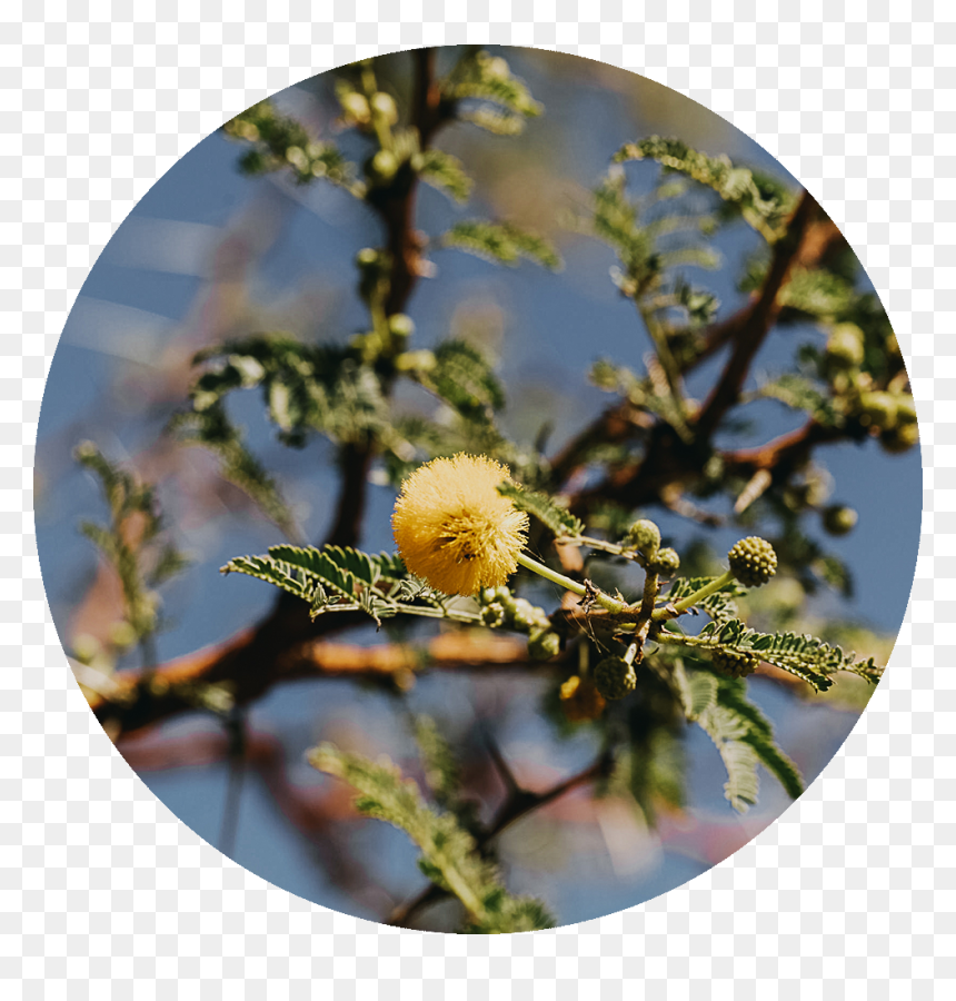 Acacia Seyal, HD Png Download - acacia png
