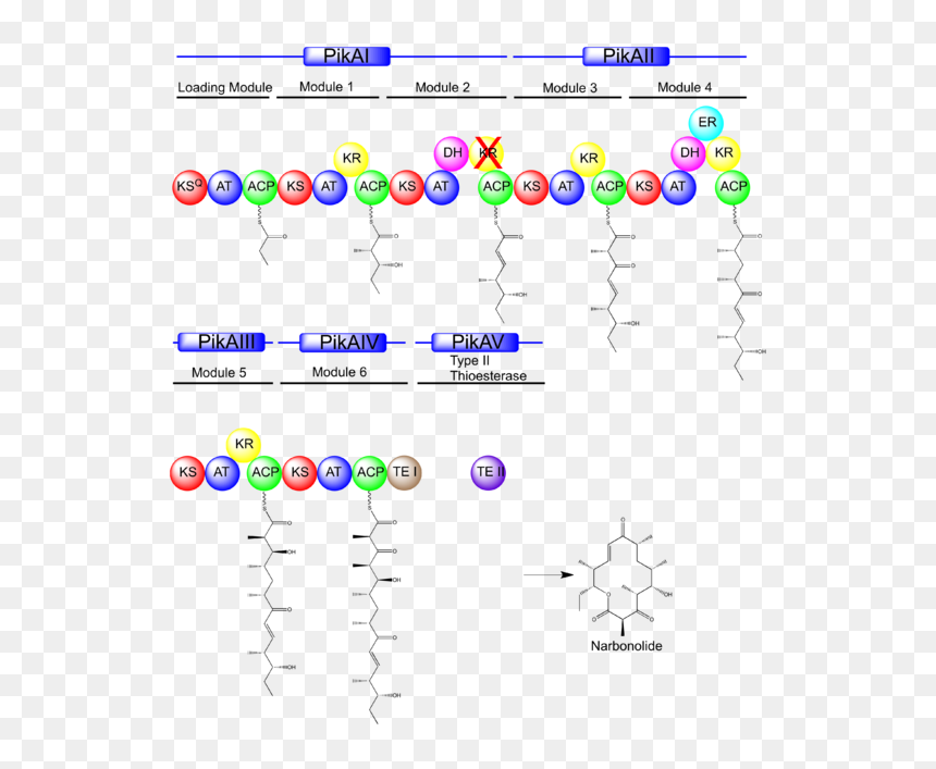 Pks Domain, HD Png Download - locus sniper png