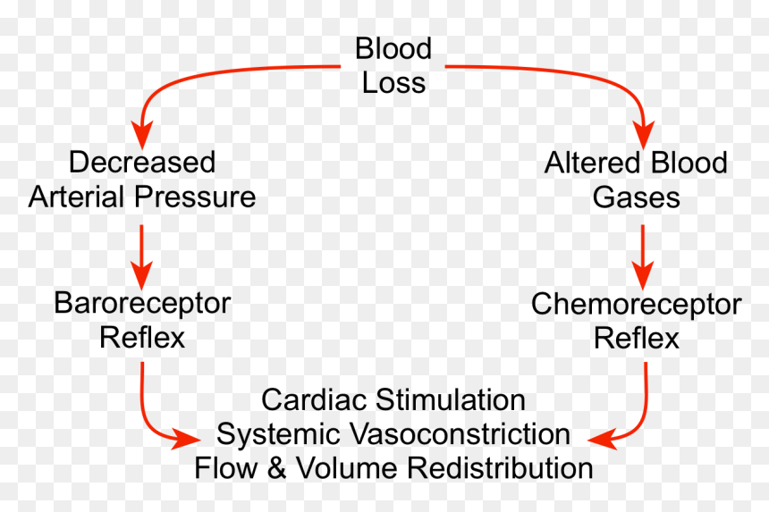 Diagram, HD Png Download - blood gif png