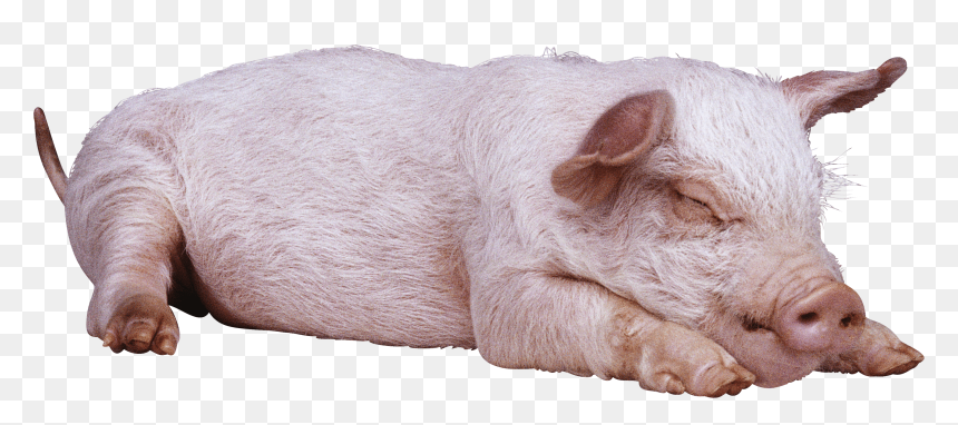 Sleeping Pig Png, Transparent Png - sleeping png