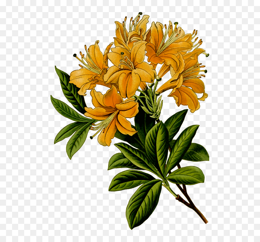 Rhododendron Clipart, HD Png Download - leafy png