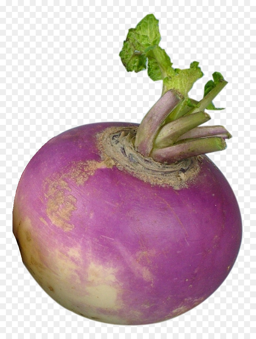 Turnip Png, Transparent Png - spookyforest.png