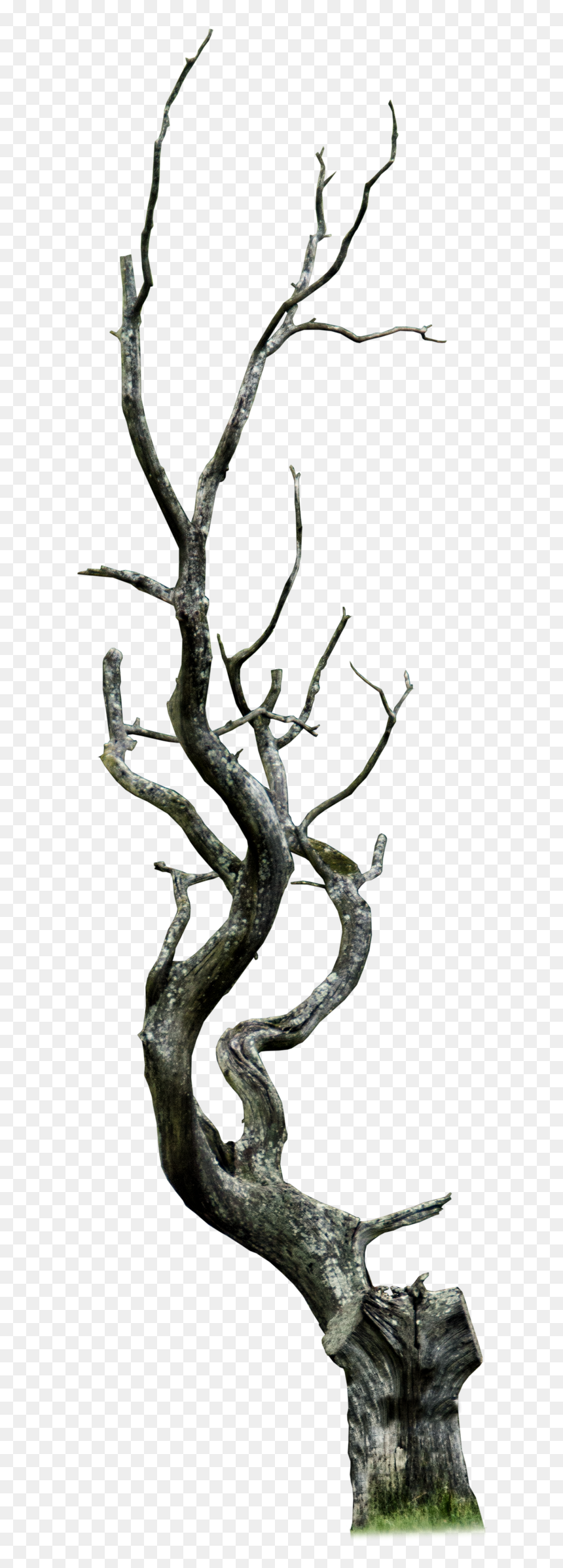 Spooky Forest.png, Transparent Png - spooky forest.png