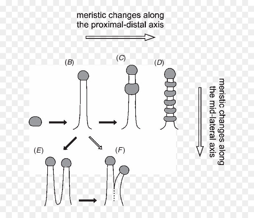 Diagram, HD Png Download - tentacles png