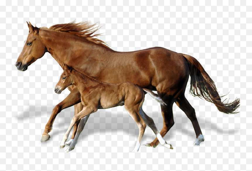 Horse, HD Png Download - mud png