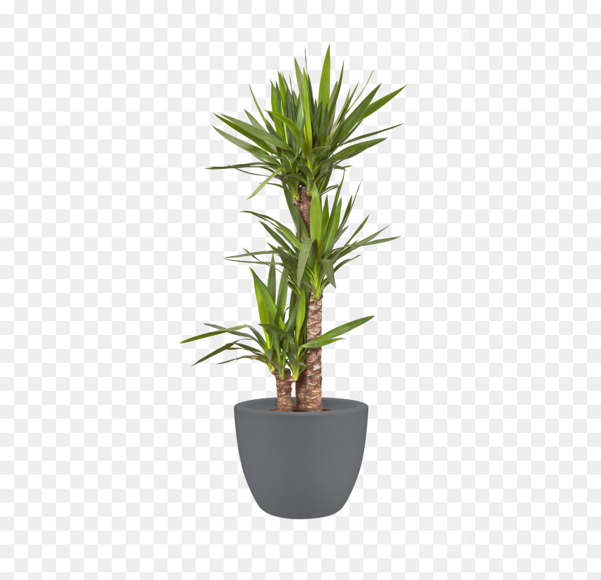 Plant Pot Large Png, Transparent Png - pot png