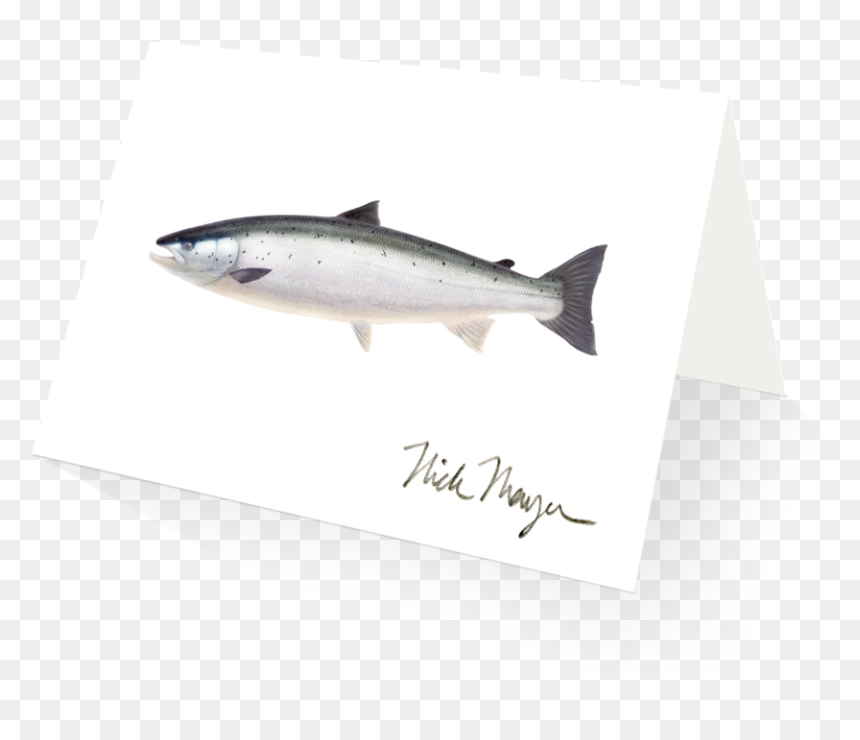Thunnus, HD Png Download - salmon png
