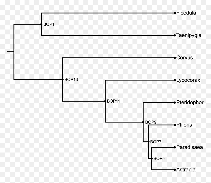 Diagram, HD Png Download - birds of paradise png
