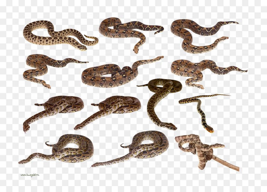 Now You Can Download Snake Png Clipart - Many Snakes Transparent Background, Png Download - snake tail png