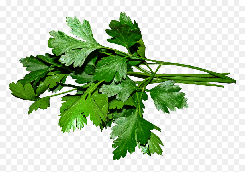Organic-parsley, HD Png Download - green giant png