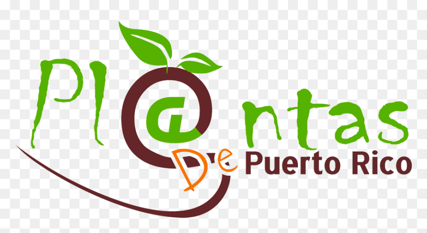 Plantas De Sol En Puerto Rico, HD Png Download - miguel cotto png