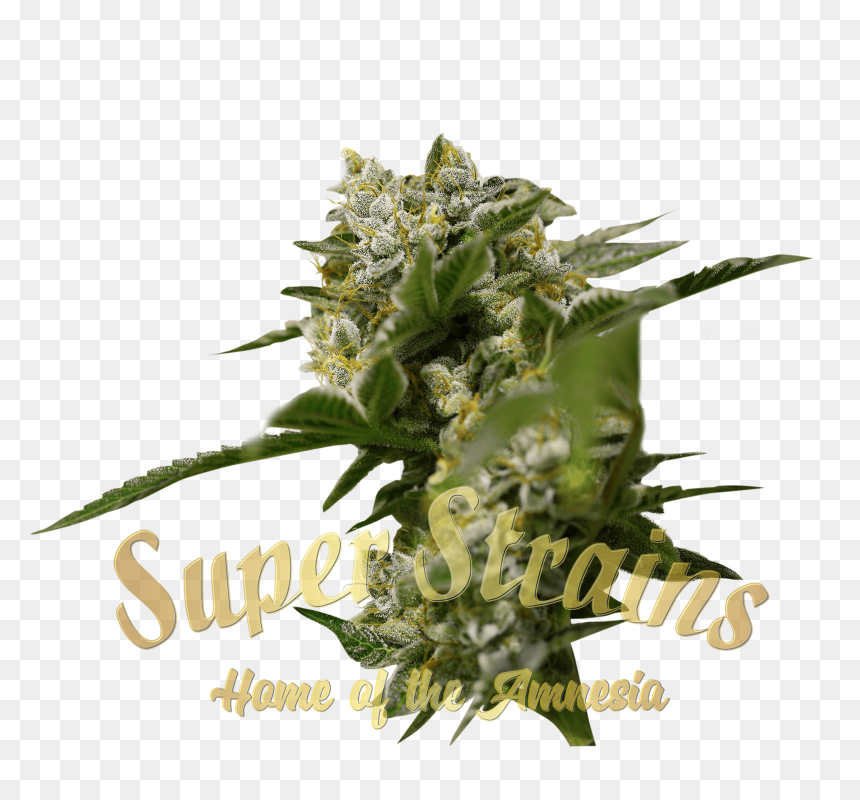 Ibiza Farmer"s Feminised Seeds"
 Title="ibiza Farmer"s - Marijuana Anatomy, HD Png Download - dank weed png