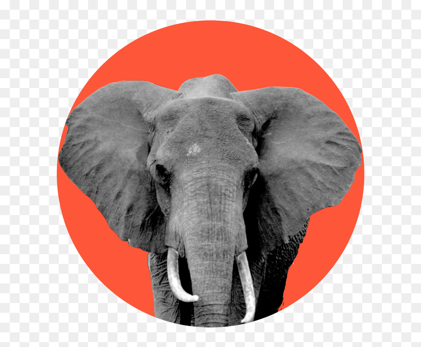 Indian Elephant, HD Png Download - gop elephant png