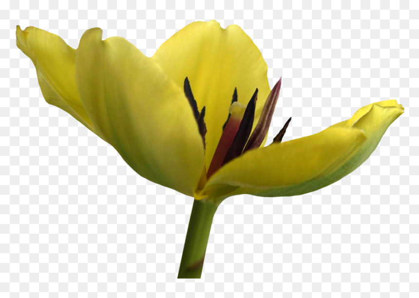 Tulip Flower Free Png Transparent Images Free Download - Lily Family, Png Download - 43 png