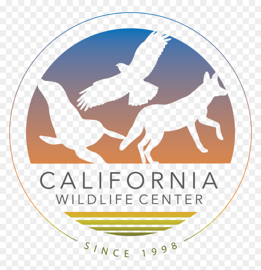 California Wildlife Center, HD Png Download - california seal png
