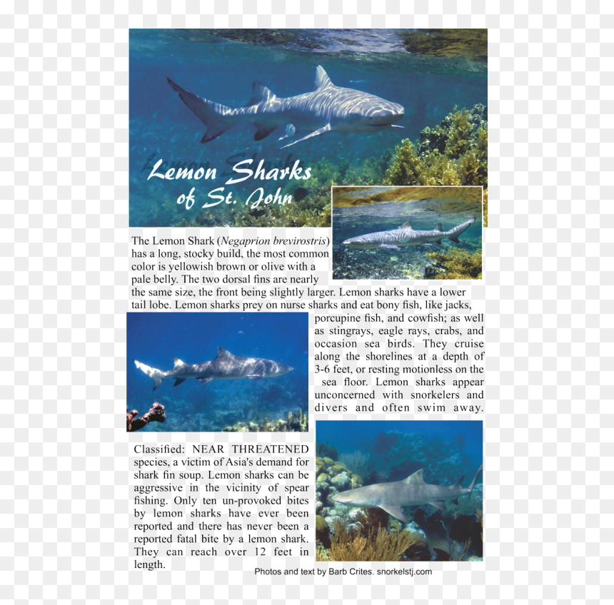 Tiger Shark, HD Png Download - street sharks png