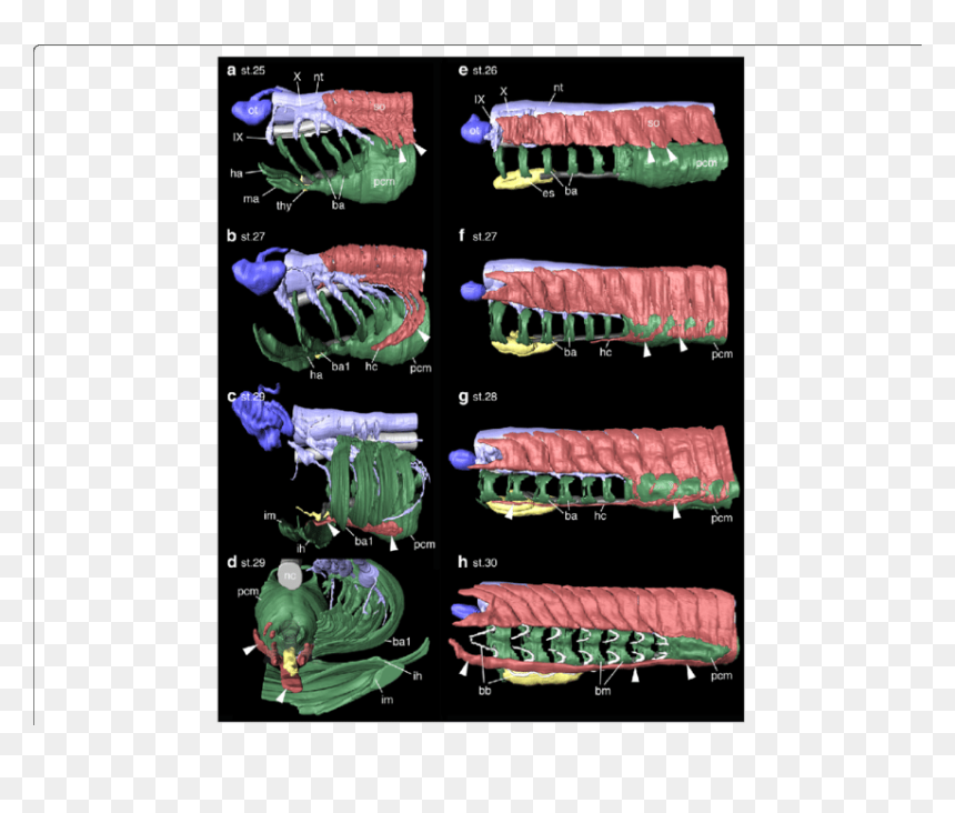 Isopod, HD Png Download - street sharks png