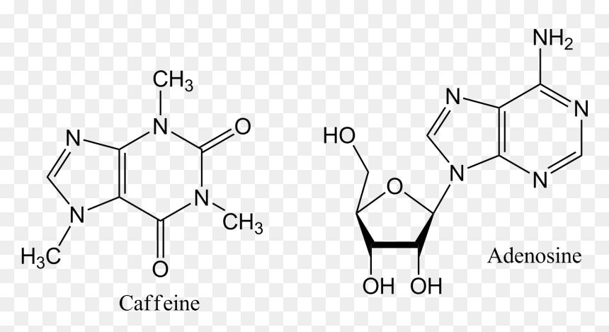 N6 2 O Dimethyladenosine, HD Png Download - caffeine molecule png