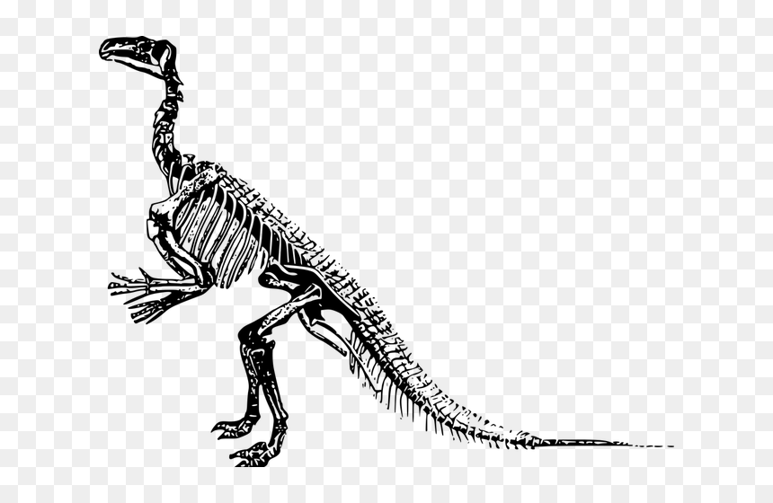 Transparent Background Dinosaur Skeleton Clipart, HD Png Download - diplodocus png
