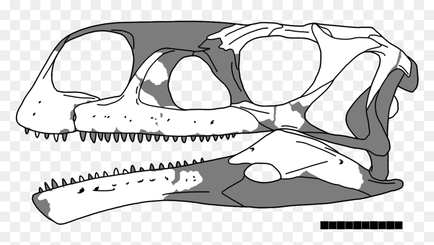 Aardonyx Skull, HD Png Download - diplodocus png