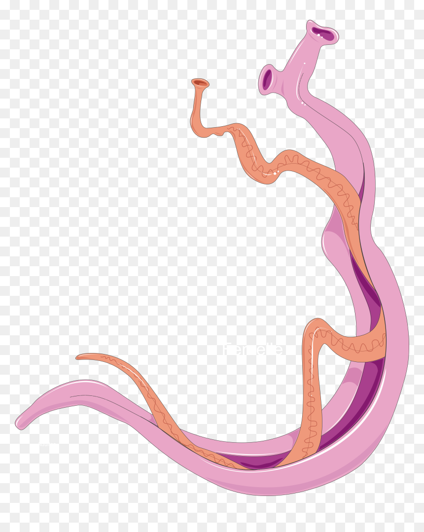 Imagenes De Schistosoma Mansoni, HD Png Download - adults png
