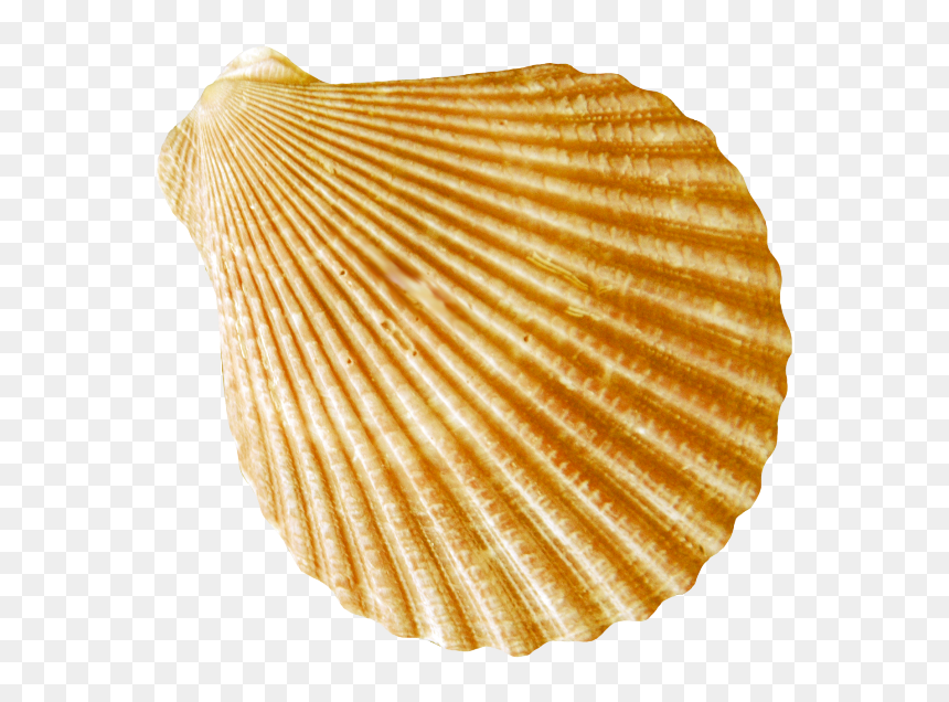 Round Flat Gold Striped Conch Images - Ракушки Морские Пнг, HD Png Download - gold stripe png